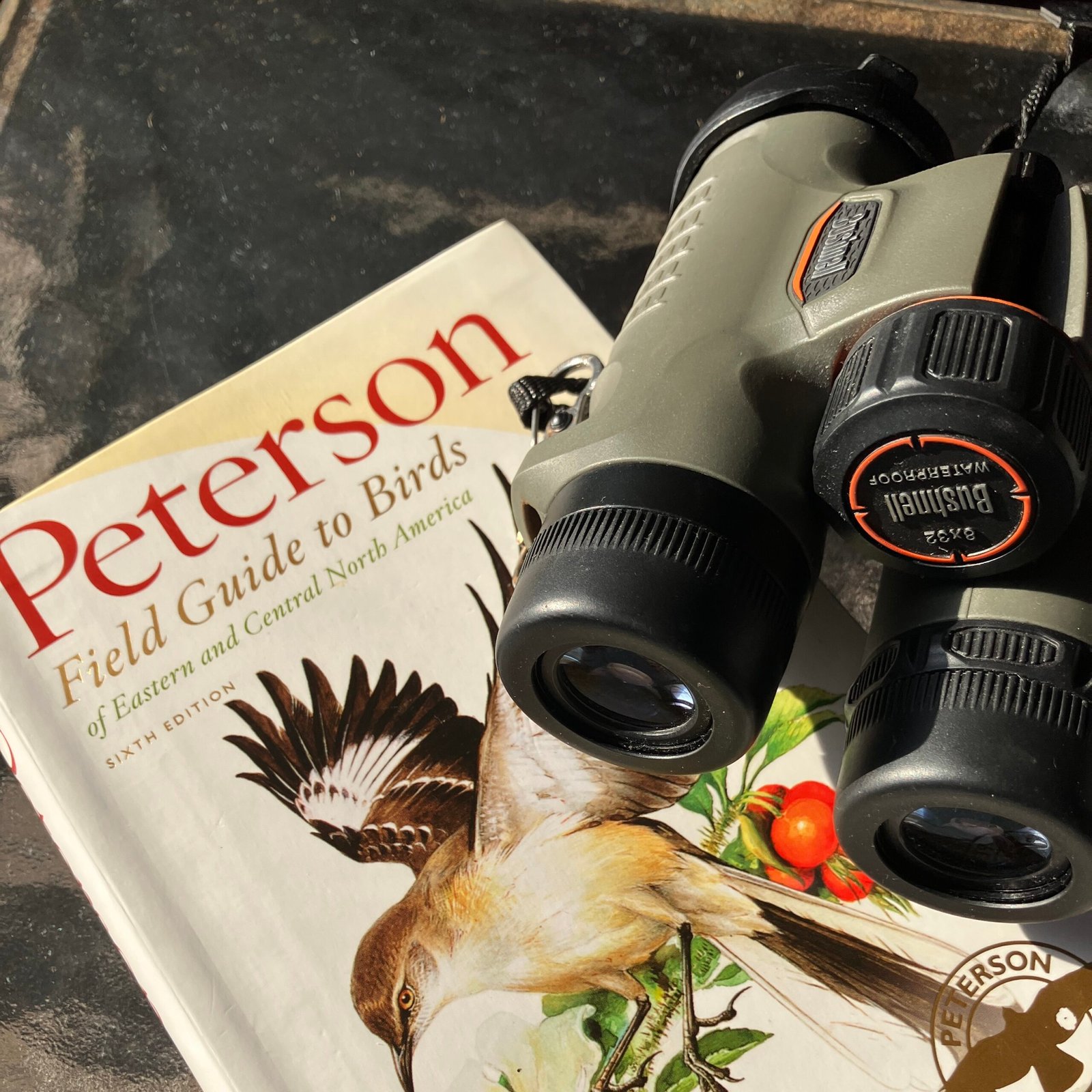 Birding Essentials for Beginners