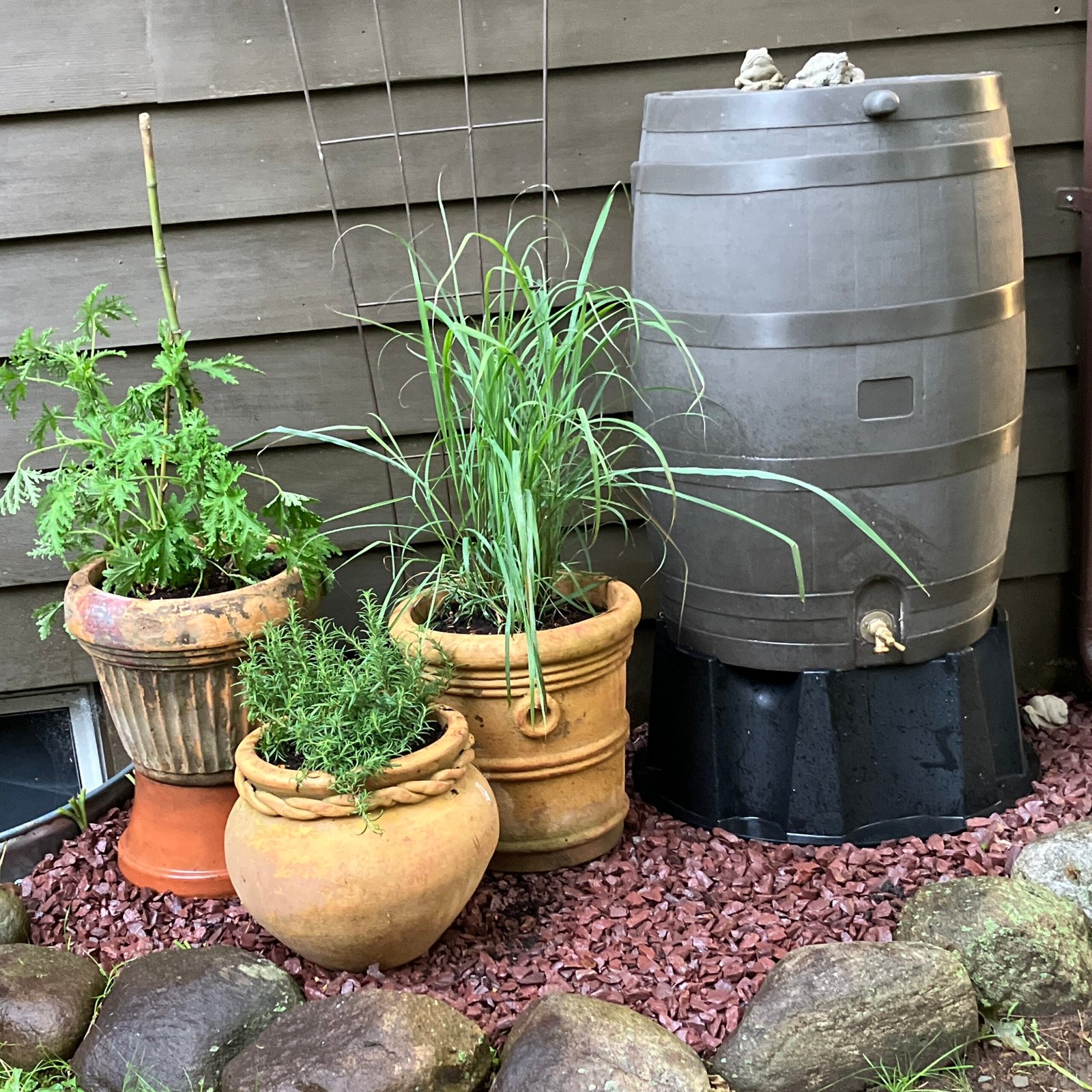 Add a Rain Barrel to your Garden