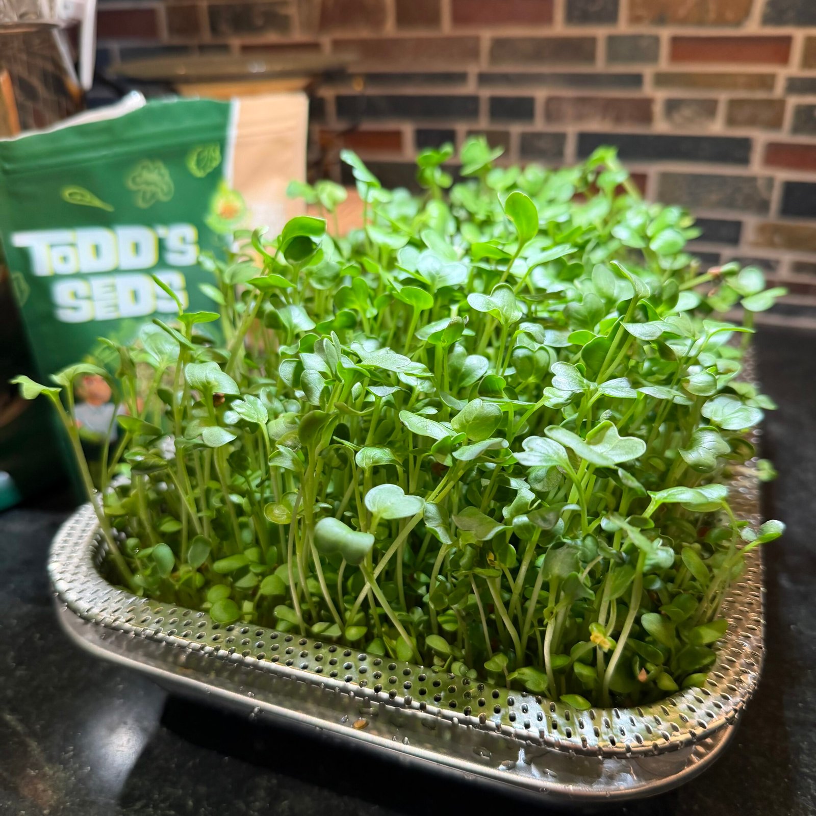 Growing Microgreens at Home