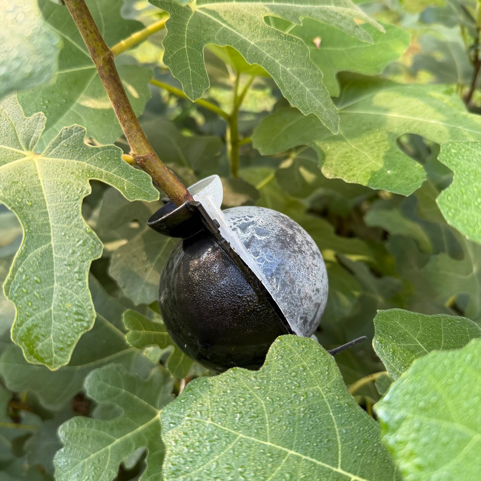 Air Layer Your Fig Tree